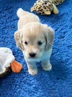 Green Collar , a male Golden Cocker Retriever for sale in Altamont, IL – 3 of 10