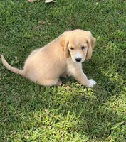 Gray Collar , a male Golden Cocker Retriever for sale in Altamont, IL – 8 of 10