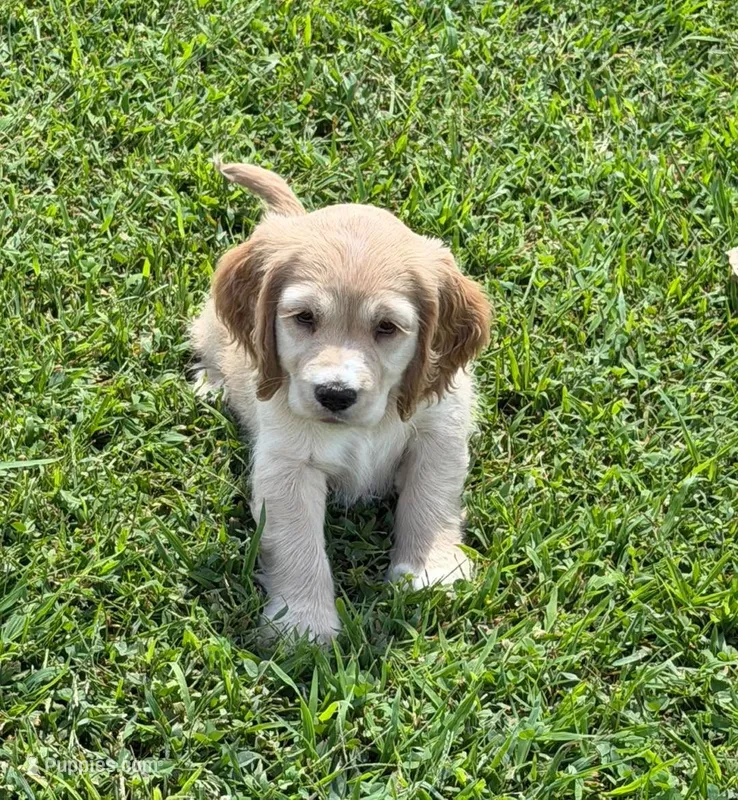 Yellow Collar – Golden Cocker Retriever puppy for sale in Altamont, IL