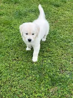 Tessa x Bear Orange Collar, a female Golden Retriever for sale in Altamont, IL – 7 of 10