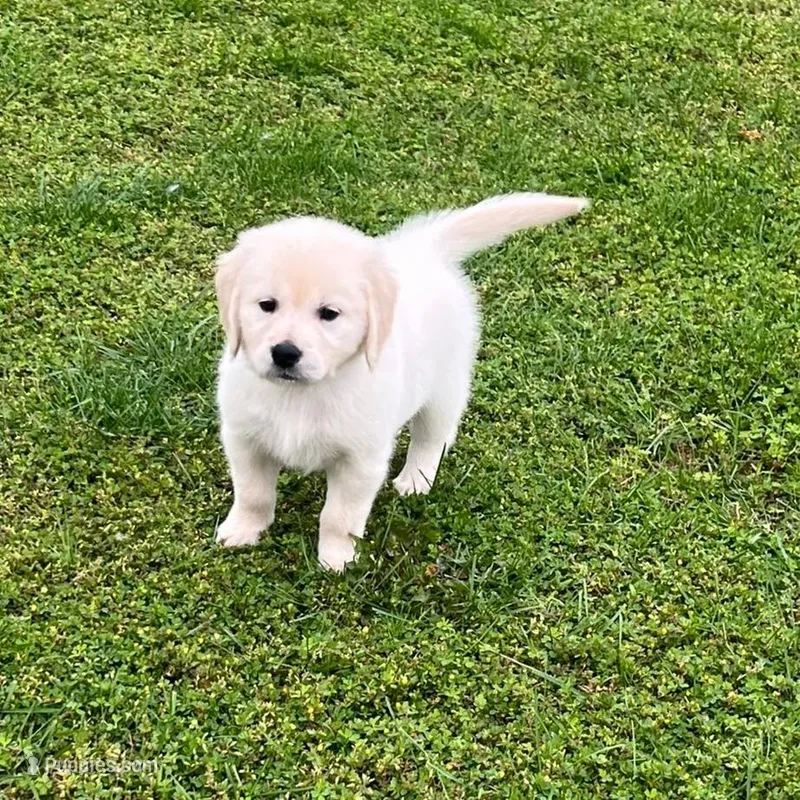 Tessa x Bear Yellow Collar – Golden Retriever puppy for sale in Altamont, IL