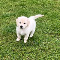 Tessa x Bear Yellow Collar, a female Golden Retriever for sale in Altamont, IL – 2 of 10
