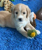 Gray Collar , a male Golden Cocker Retriever for sale in Altamont, IL – 10 of 10