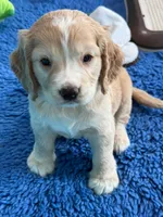 Blue Collar , a male Golden Cocker Retriever for sale in Altamont, IL – 6 of 10