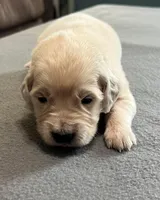 Tessa x Bear Yellow Collar, a female Golden Retriever for sale in Altamont, IL – Photo 4 of 6