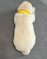 Tessa x Bear Yellow Collar, a female Golden Retriever for sale in Altamont, IL – Photo 6 of 6