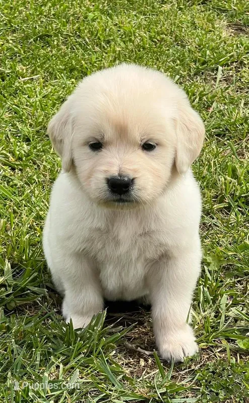 Tessa x Bear Yellow Collar – Golden Retriever puppy for sale in Altamont, IL