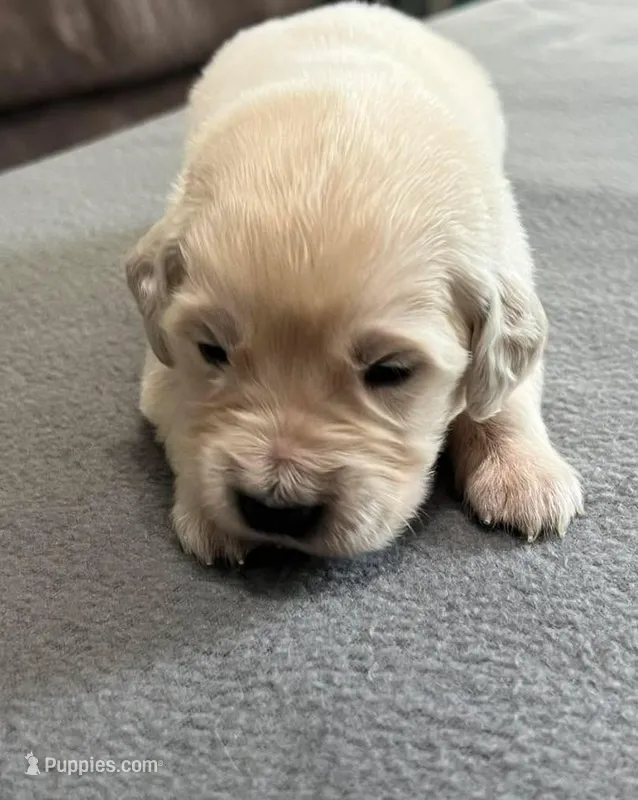 Tessa x Bear Yellow Collar – Golden Retriever puppy for sale in Altamont, IL