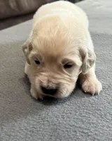 Tessa x Bear Yellow Collar, a female Golden Retriever for sale in Altamont, IL – Photo 1 of 6