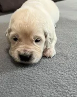 Tessa x Bear Yellow Collar, a female Golden Retriever for sale in Altamont, IL – Photo 2 of 6