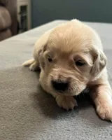 Tessa x Bear Yellow Collar, a female Golden Retriever for sale in Altamont, IL – Photo 3 of 6