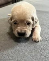 Tessa x Bear Yellow Collar, a female Golden Retriever for sale in Altamont, IL – Photo 5 of 6
