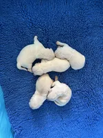 Fall Puppies, a female Golden Retriever for sale in Altamont, IL – Photo 1 of 2