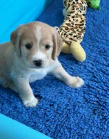 Gray Collar , a male Golden Cocker Retriever for sale in Altamont, IL – 7 of 10