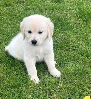 Tessa x Bear Yellow Collar, a female Golden Retriever for sale in Altamont, IL – 7 of 10