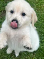Tessa x Bear Yellow Collar, a female Golden Retriever for sale in Altamont, IL – 5 of 10