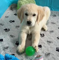 Tessa x Bear Yellow Collar, a female Golden Retriever for sale in Altamont, IL – 7 of 10