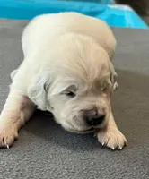 Orange Collar , a female Golden Retriever for sale in Altamont, IL – Photo 5 of 9