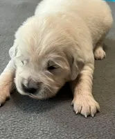 Orange Collar , a female Golden Retriever for sale in Altamont, IL – Photo 3 of 9
