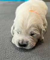 Orange Collar , a female Golden Retriever for sale in Altamont, IL – Photo 8 of 9
