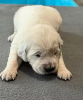 Orange Collar , a female Golden Retriever for sale in Altamont, IL – Photo 2 of 9