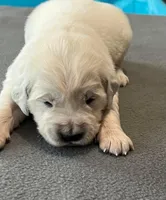 Orange Collar , a female Golden Retriever for sale in Altamont, IL – Photo 4 of 9