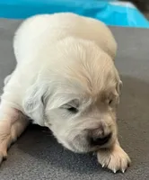 Orange Collar , a female Golden Retriever for sale in Altamont, IL – Photo 9 of 9