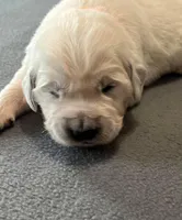 Orange Collar , a female Golden Retriever for sale in Altamont, IL – Photo 7 of 9