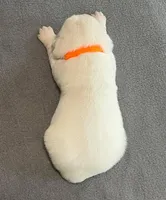 Orange Collar , a female Golden Retriever for sale in Altamont, IL – Photo 6 of 9