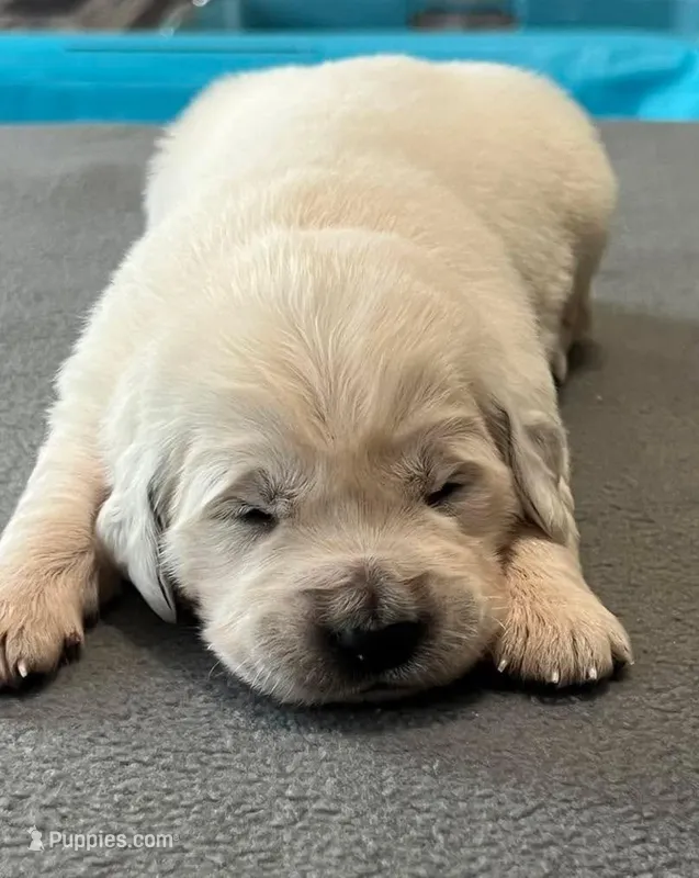 Orange Collar  – Golden Retriever puppy for sale in Altamont, IL