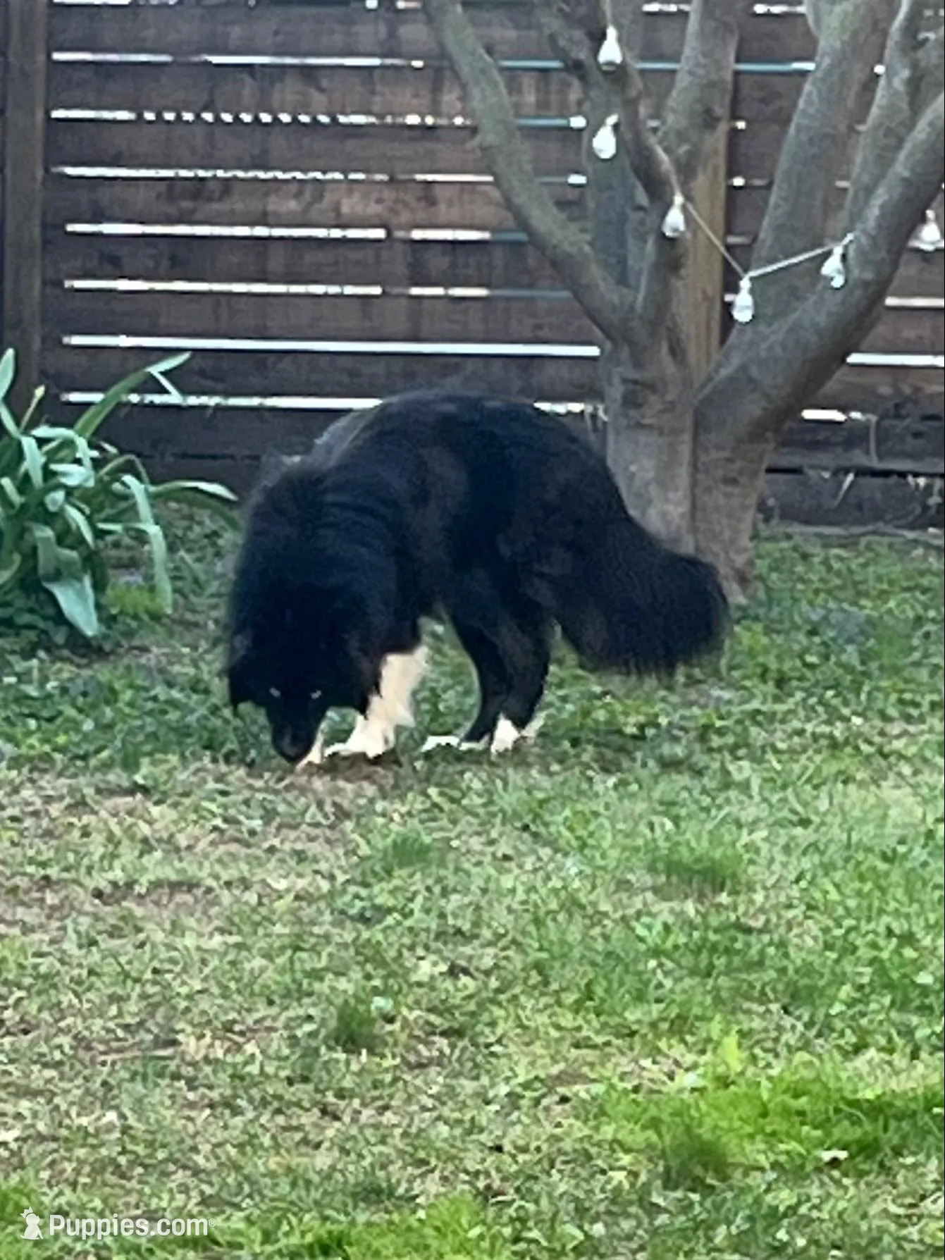 AK47 – Siberian Husky puppy for sale in Lancaster, PA