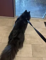 AK47, a male Siberian Husky for sale in Lancaster, PA – Photo 7 of 10