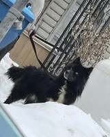 AK47, a male Siberian Husky for sale in Lancaster, PA – Photo 4 of 10