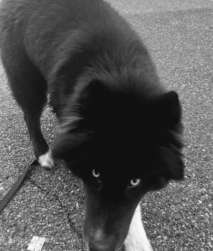 AK47 – Siberian Husky puppy for sale in Lancaster, PA