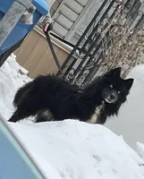 AK47, a male Siberian Husky for sale in Lancaster, PA – Photo 2 of 10