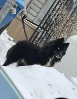 AK47, a male Siberian Husky for sale in Lancaster, PA – Photo 5 of 10