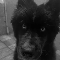 AK47, a male Siberian Husky for sale in Lancaster, PA – Photo 3 of 10