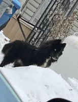 AK47, a male Siberian Husky for sale in Lancaster, PA – Photo 10 of 10