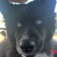 AK47, a male Siberian Husky for sale in Lancaster, PA – Photo 6 of 10