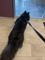 AK47, a male Siberian Husky for sale in Lancaster, PA – Photo 8 of 9