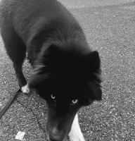 AK47, a male Siberian Husky for sale in Lancaster, PA – Photo 9 of 9