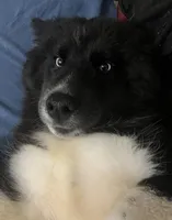 AK47, a male Siberian Husky for sale in Lancaster, PA – Photo 2 of 9