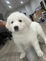 Lucy, a female Great Pyrenees for sale in Livonia, MI – 1 of 7
