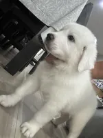 Lucy, a female Great Pyrenees for sale in Livonia, MI – 3 of 7