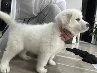 Lucy, a female Great Pyrenees for sale in Livonia, MI – 5 of 7