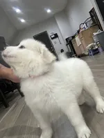 Lucy, a female Great Pyrenees for sale in Livonia, MI – 4 of 7