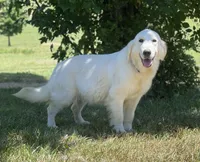 Purple female (sold), a female Golden Retriever for sale in Church Hill, TN – Photo 3 of 3
