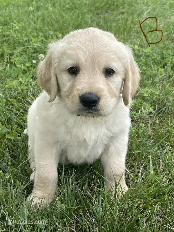 Brown – Golden Retriever puppy for sale in Church Hill, TN