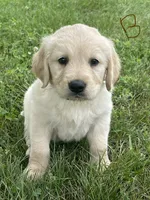 Brown, a male Golden Retriever for sale in Church Hill, TN – 1 of 3