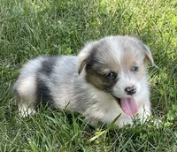 Chad, a male Cardigan Welsh Corgi and Pembroke Welsh Corgi for sale in Church Hill, TN – 2 of 5